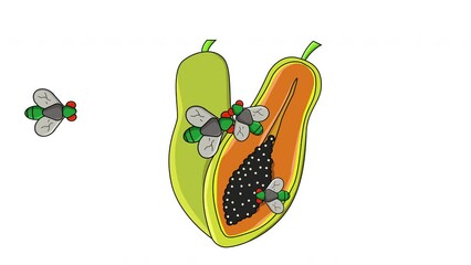 Wall Mural - Animation of a papaya fruit being attacked by flies