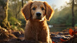 golden retriever dog HD 8K wallpaper Stock Photographic Image 