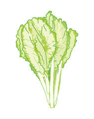 Wall Mural - Light green isolated bok choy vegetable