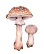 Watercolor blusher mushroom or blushing amanita (Amanita rubescens). Hand drawn mushroom illustration isolated on white background.