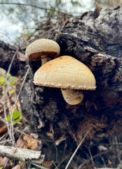 Wall Mural - An inedible mushroom that grows on the bark of a tree