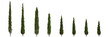 3d illustration of set Cupressus sempervirens tree isolated transparent background