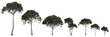 3d illustration of set Pinus pinea tree isolated transparent background
