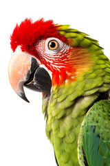 Wall Mural - Close-up shot of a colorful parrot isolated on transparent background cutout, PNG file.