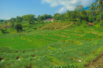 Wall Mural - hill scenery in the countryside in the morning with a beautiful feel 
