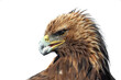 A close up head portrait of a golden eagle isolated on a white background