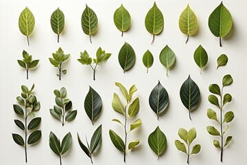 Wall Mural - a serene abstract background image showcasing gracefully arranged green leaves laid flat against a c