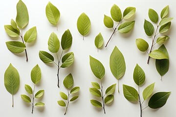 Wall Mural - a rejuvenating abstract background image featuring young green leaves artfully arranged and laid fla