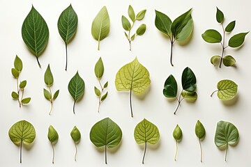 Wall Mural - a tranquil and fresh abstract background is created with flat-laid young green leaves against a pris
