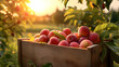Nectarines harvested in a wooden box with orchard and sunset in the background. Natural organic fruit abundance. Agriculture, healthy and natural food concept. Horizontal composition.
