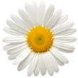 A daisy on a transparent background