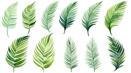 set of watercolor palm leaves isolated on white background