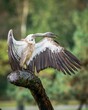 Majestic Eurasian griffon vulture perched on a wooden branch, with its wings outspread