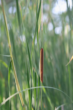 Lesser Bulrush, Typha Angustifolia, Also Known As  Narrowleaf Cattail Or Lesser Reedmace, Wild Wetland Plant From Finland