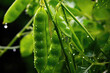 green peas plant in the garden after rain. AI generated