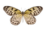 Fototapeta Przestrzenne - Natural butterfly on isolated white background.