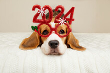 Happy New Year And Merry Christmas 2024 Greeting Card With Pet. A Beagle Dog In Carnival Glasses With The Numbers Of The 2024 New Year. 