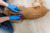 Fototapeta  - A woman applies flea and tick drops to the withers of a dog.