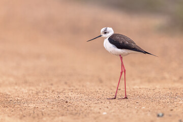 Wall Mural - Black Winged Stilt against beach background