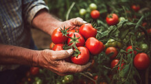 Farmer Holding And Harvesting Tomatoes