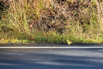 Yellow bird on the side of a road