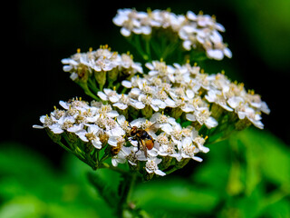 Wall Mural - 
Close-up of a pretty fly looking for food, taken in Germany on a sunny day.