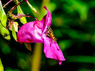 Wall Mural - 
Close-up of a pretty fly looking for food, taken in Germany on a sunny day.