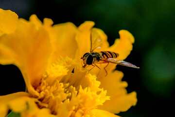 Wall Mural - 
Close-up of a pretty fly looking for food, taken in Germany on a sunny day.