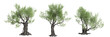 3d illustration of set Olea europaea tree isolated transparent background