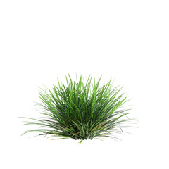 Wall Mural - 3d illustration of Ophiopogon japonicus bush isolated on transparent background