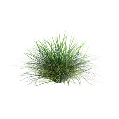 Wall Mural - 3d illustration of Ophiopogon japonicus bush isolated on transparent background