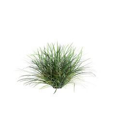 Wall Mural - 3d illustration of Ophiopogon japonicus bush isolated on transparent background