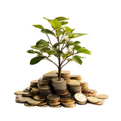 A small tree on stack coins, isolated on white or transparent background.