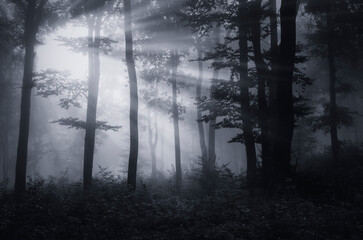 Fototapete - light in dark fantasy forest landscape