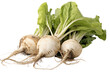 Isolated Sugar Beet on White on a transparent background