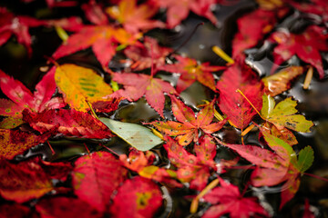Wall Mural - beautiful view of floating red maple leaves in the river in autumn, nature or outdoor, high resoluti