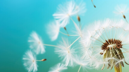  Dandelion seeds close-up on a blue and turquoise background