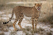 cheetah in etosha 