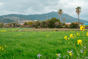 Wall Mural - Olle trail spring green field in Jeju island, Korea