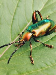 Macro shoot of Frog legged leaf beetle rest on green leaf.