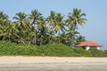 Wall Mural - coconut trees on ocean coast near tropical shack or open cafe on beach with sunbeds