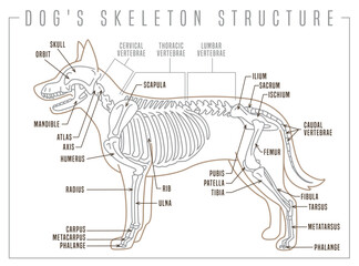 detailed illustration of a dogs skeleton. skeletal structure with precision.