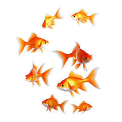 Several goldfish on a white background. Success or job search concept.