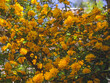 details of a yellow flowering plant, Kerria japonica pleniflora, double flower