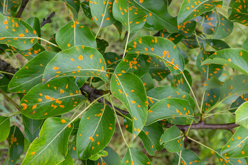 Wall Mural - Pear leaves with pear rust infestation