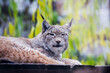 Eurasian lynx.
This is the largest of all lynxes. The paws are large, well pubescent in winter, which allows the lynx to walk through the snow without falling through. There are long tassels on the ea