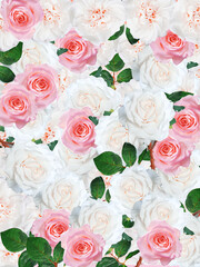 Wall Mural - White and pink roses background. Best for wedding design. Feminine pattern.