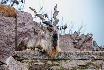 Wall Mural - Turkmenian screw-horned goat Turkmenian markhor.
 This is a cloven-hoofed mammal from the genus of mountain goats. The screw-horned goat is an unusually beautiful animal, it fell into the category of 