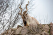 Turkmenian screw-horned goat Turkmenian markhor.
 This is a cloven-hoofed mammal from the genus of mountain goats. The screw-horned goat is an unusually beautiful animal, it fell into the category of 