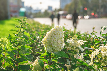 Wall Mural - Beautiful green white blooming hydrangeas